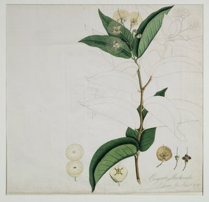 Syzygium aqueum (Burm. f.) Alston (manzana de agua), 1787